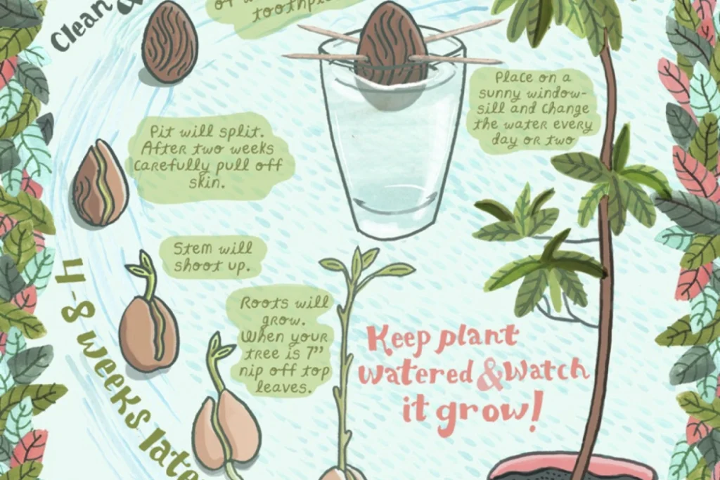 Learn How To Grow An Avocado Houseplant From An Avocado Seed-homesthetics.net (1)