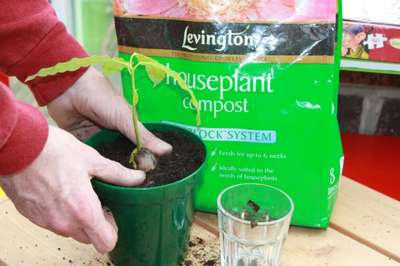 Learn How To Grow An Avocado Houseplant From An Avocado Seed-homesthetics.net (4)