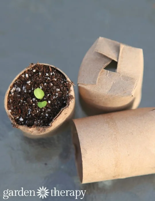 toilet-roll-seed-pots container