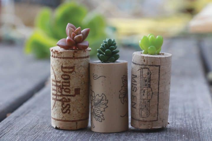 ALLOW YOUR SUCCULENT PROPAGATIONS TO TAKE ROOTS IN CORKS