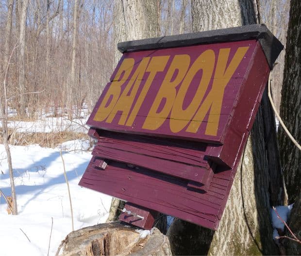 BAT BOX WITH PALLETS