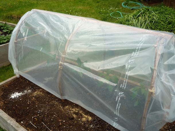 MAKE AN INSTANT CLOCHE TO PROTECT YOUR SEEDLINGS
