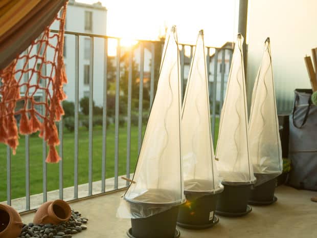 EASY AND INEXPENSIVE DIY GREENHOUSE PROJECT FOR YOUR TOMATO PLANTS