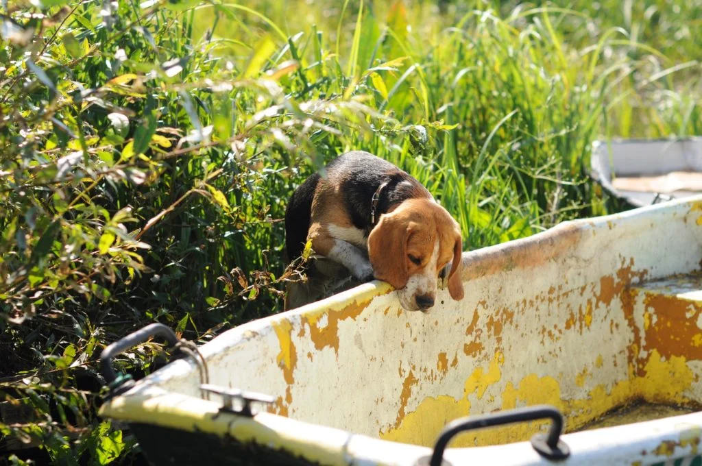 Best Pet Proof Trash Cans