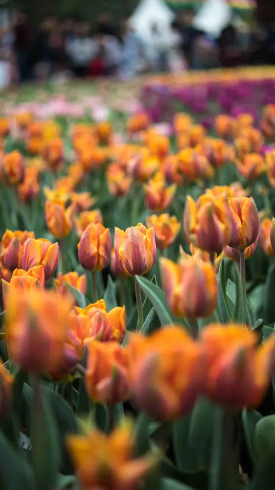 Why Tulips Don't Bloom & What You Can Do [Actually Works!]