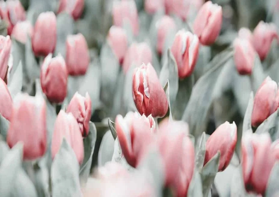 Why Tulips Don't Bloom & What You Can Do [Actually Works!]