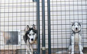 Best Fence For Dogs