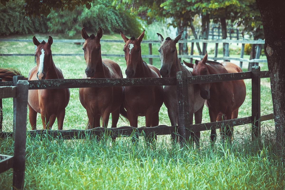 Best Fence For Horses