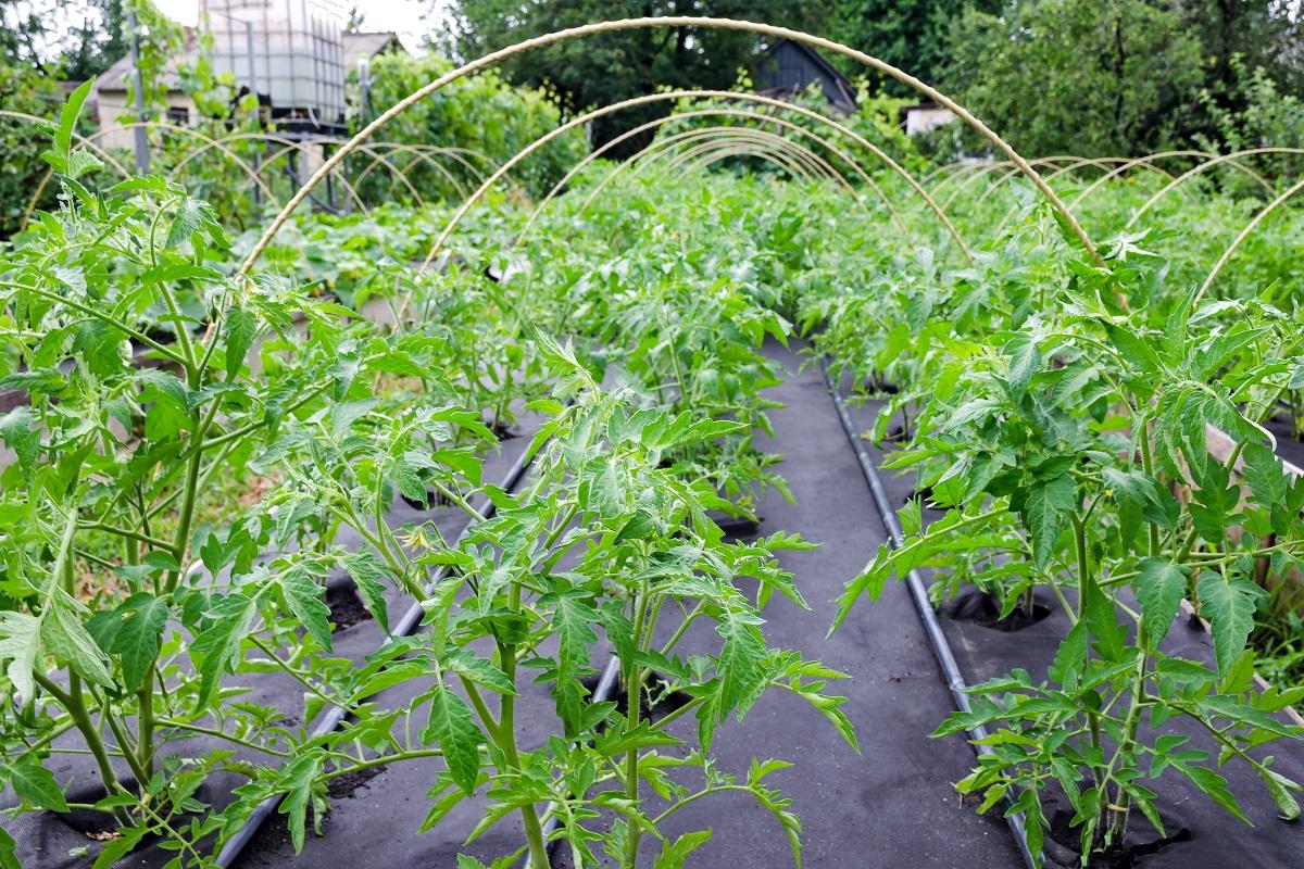 Seedling tomato, grown in a large box on a Spunbond Nonwoven cover. Mulching. Grow boxes