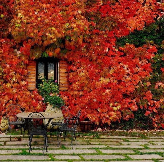 red leafs in DIY -Welcome the Fall with Warm and Cozy Patio Decorating Ideas homesthetics (41)