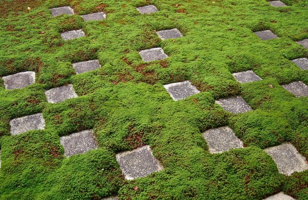 Backyard Landscaping Ideas Japanese Gardens moss surface