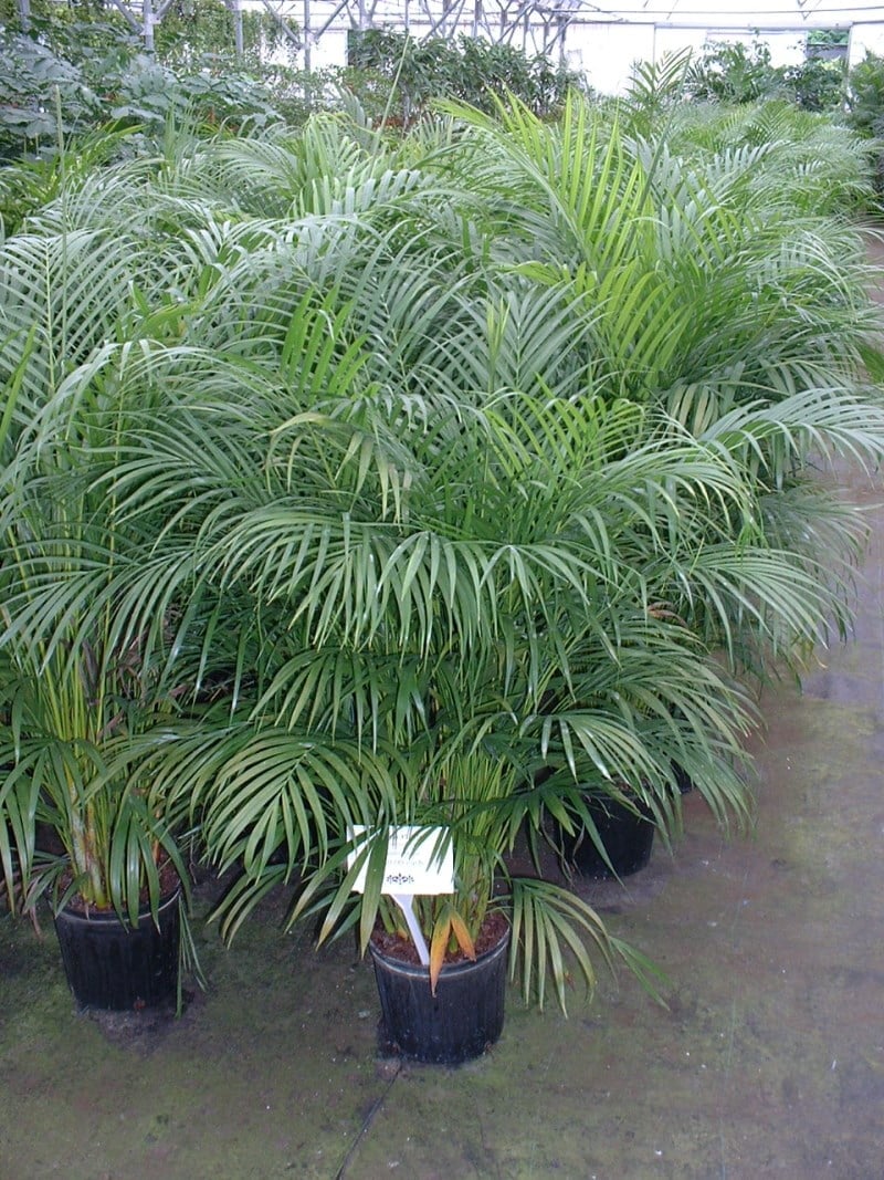 Potter Areca Palm Plants