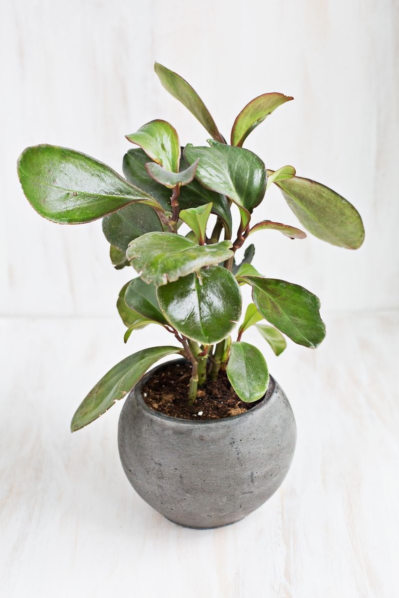 Potted Baby Rubber Plant