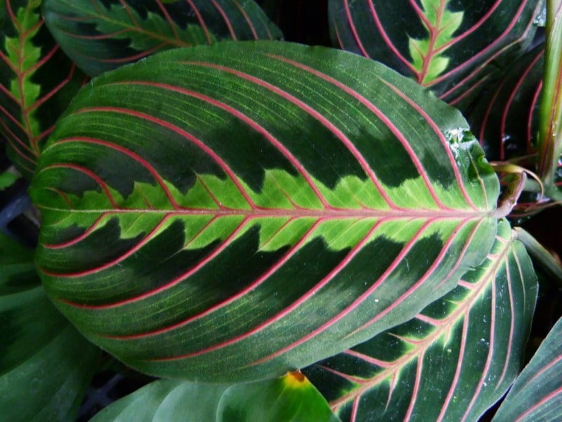 Vibrant and Beautiful Prayer Plant Leaf