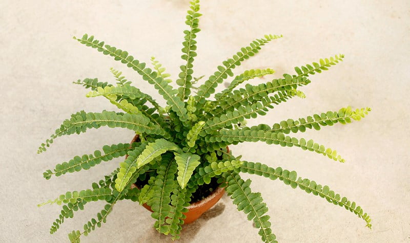 Terracotta Pot Containing a Lemon Button Fern