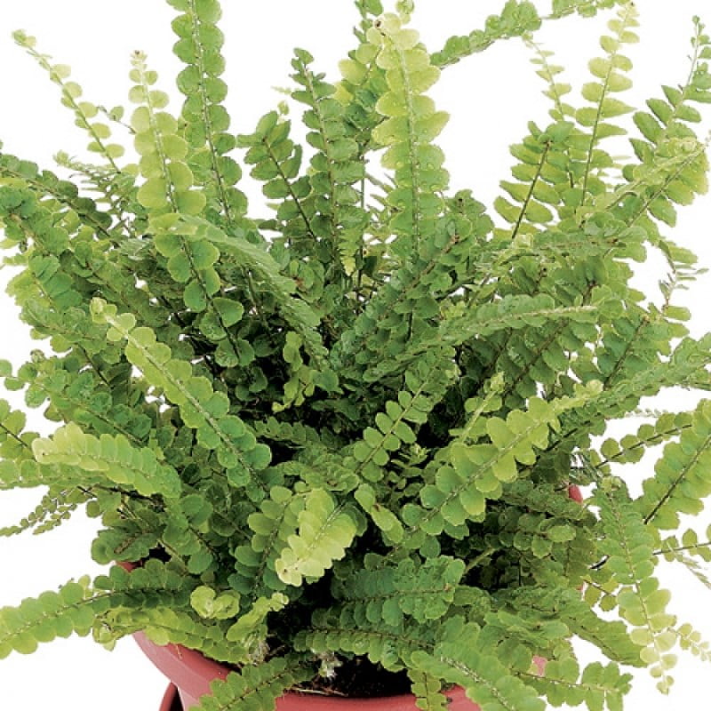 Potted Lemon Button Fern