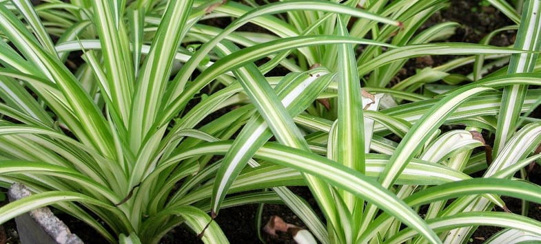 Long Stripped Spider Plant Leaves