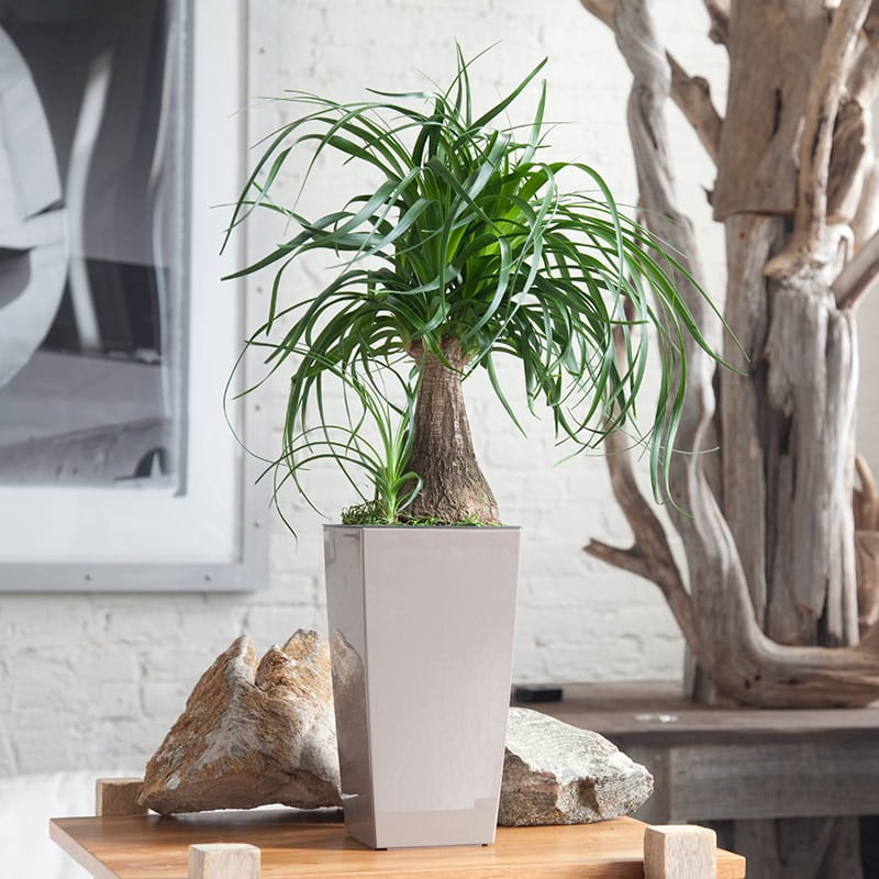 Magnificent Ponytail Palm from My City Plants