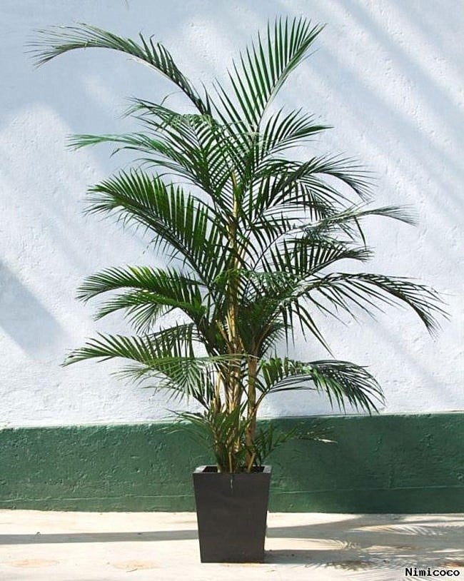 Areca Plam Plant