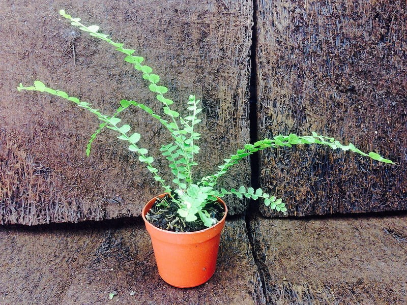 Lemon Button Fern in a Pot