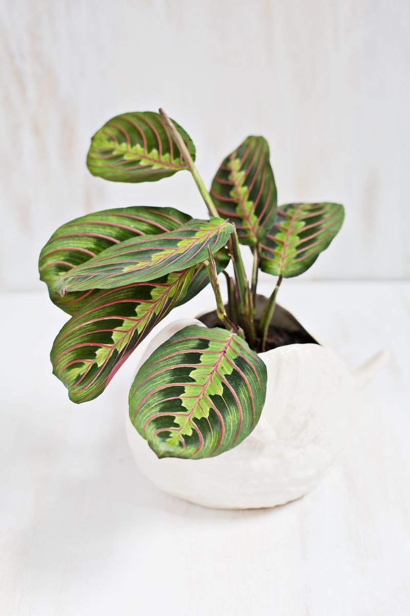 Prayer Plant in a Round White Pot