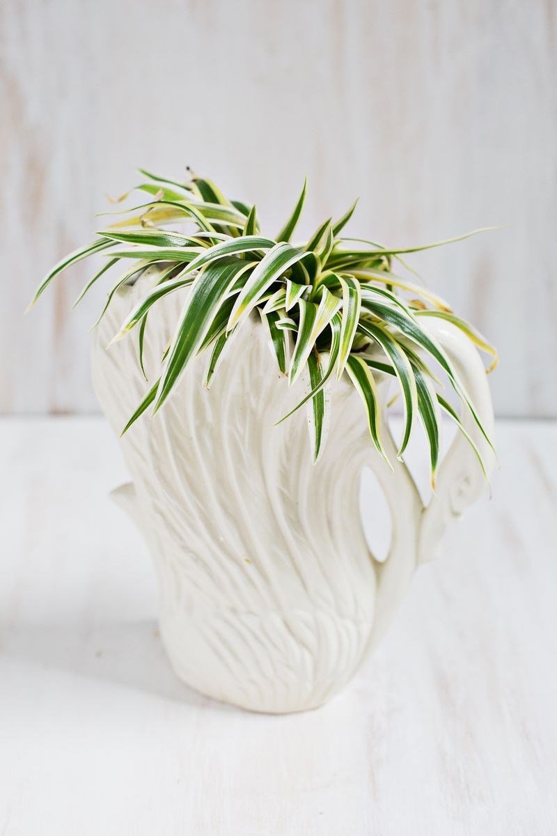 Beautiful Swan Planter Holding a Spider Plant