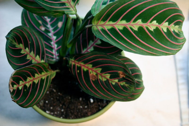 Vibrant Leaves of the Prayer Plant