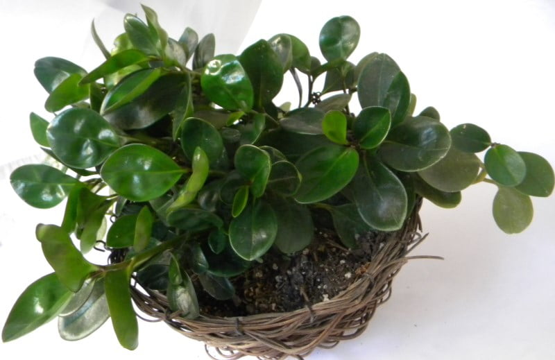 Voluptous Green Baby Rubber Plant