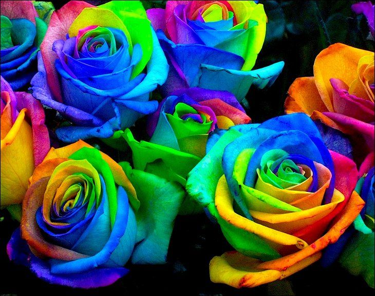 MULTI-COLORED ROSES