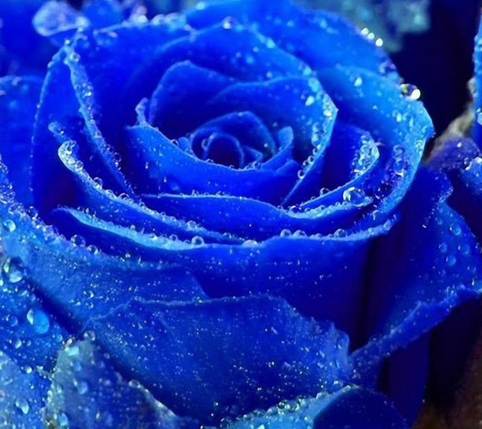 blue rose