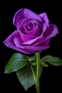 purple rose