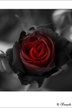 black rose