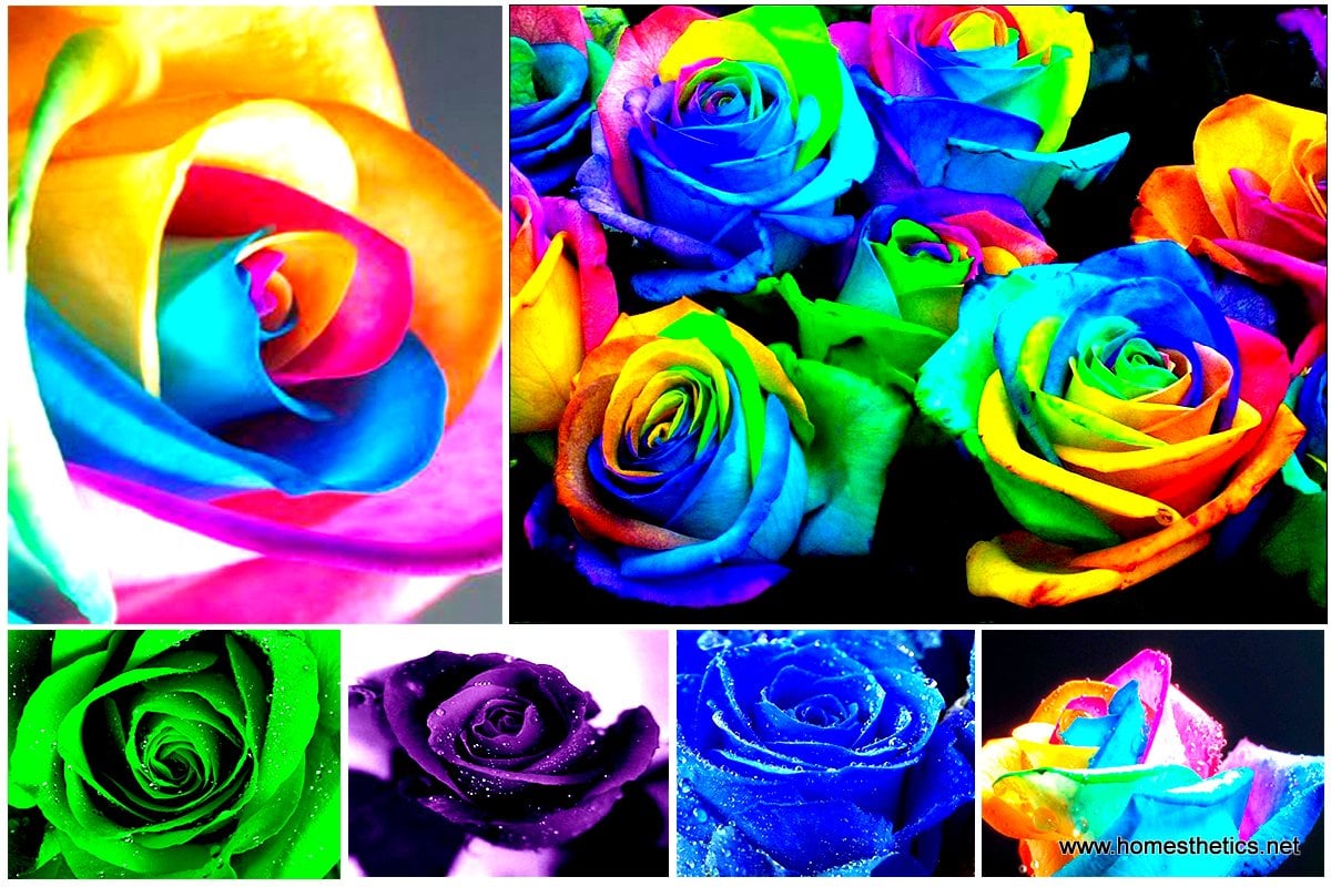 Learn How To Make Simple Colored and Rainbow Roses Step by Step DIY Project