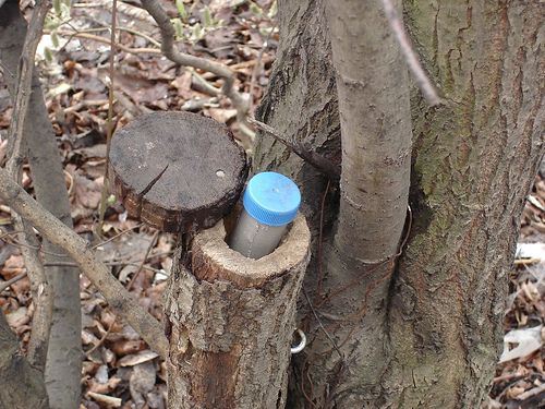 Hidden Compartment in a Trimmed Log In The Backyard. Extremely Natural Looking