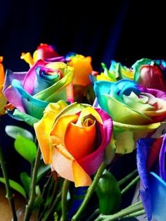 rainbow MULTI-COLORED ROSES