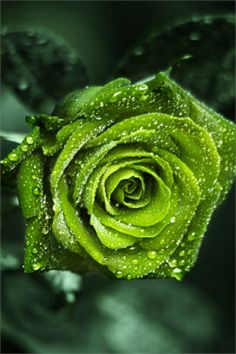 green rose