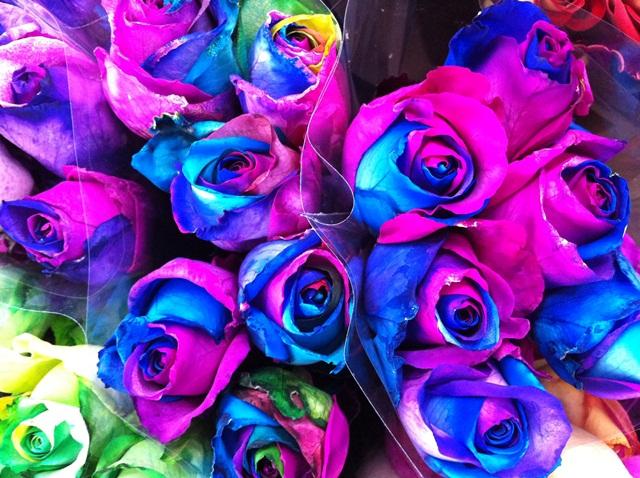 purple and blue roses