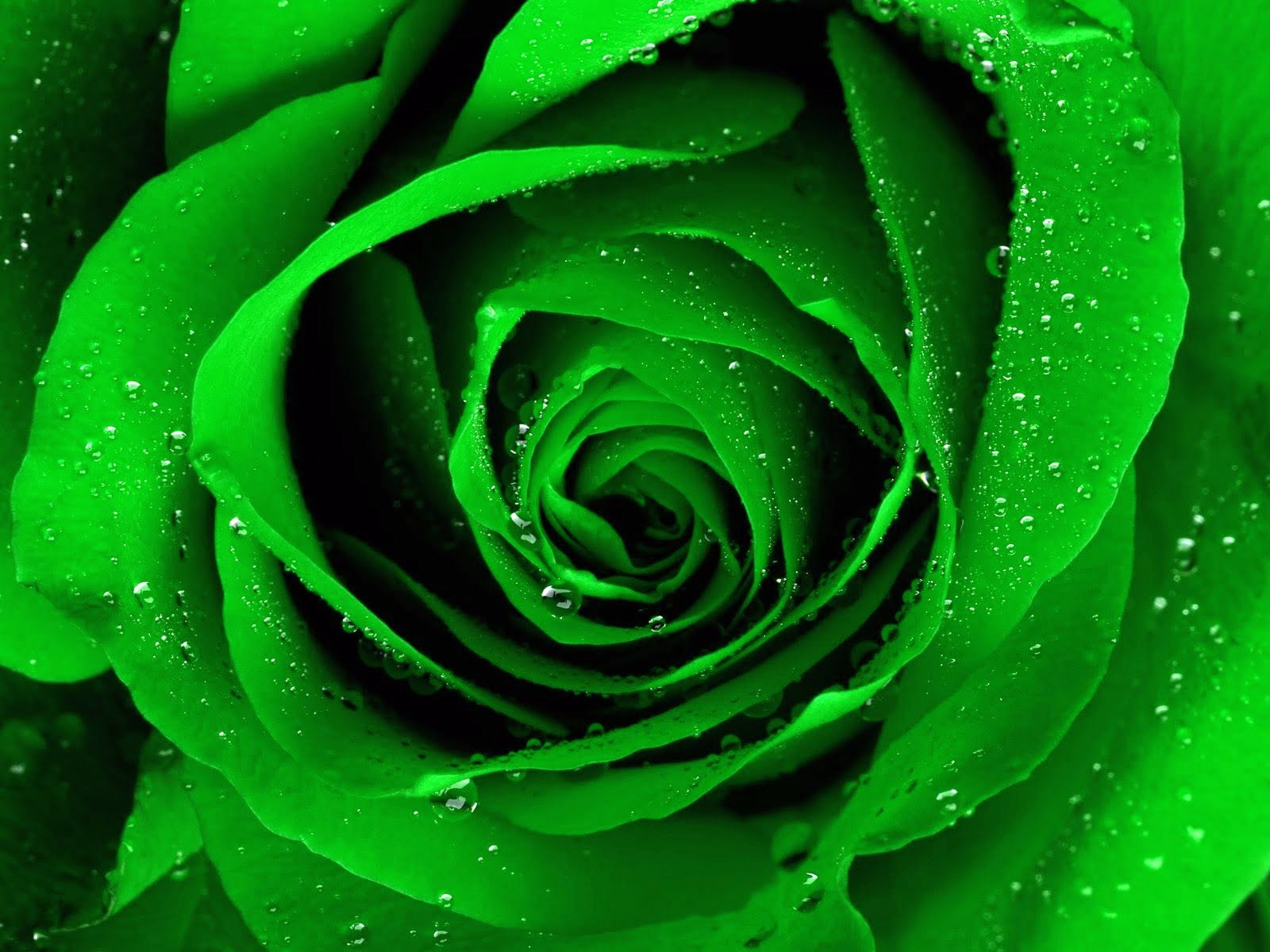 complete green rose