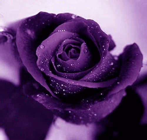 purple-roses-83-wallpaper