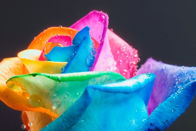 rainbow_rose_dew