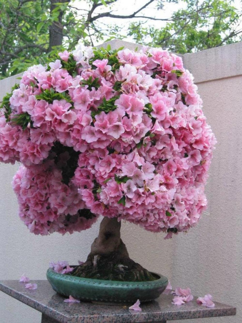 54-Unique-And-Attractive-Bonsai-Tree-Design-Ideas-Beautiful-Pink-Bonsai-Flower-Collection-For-Interiors-Decoration