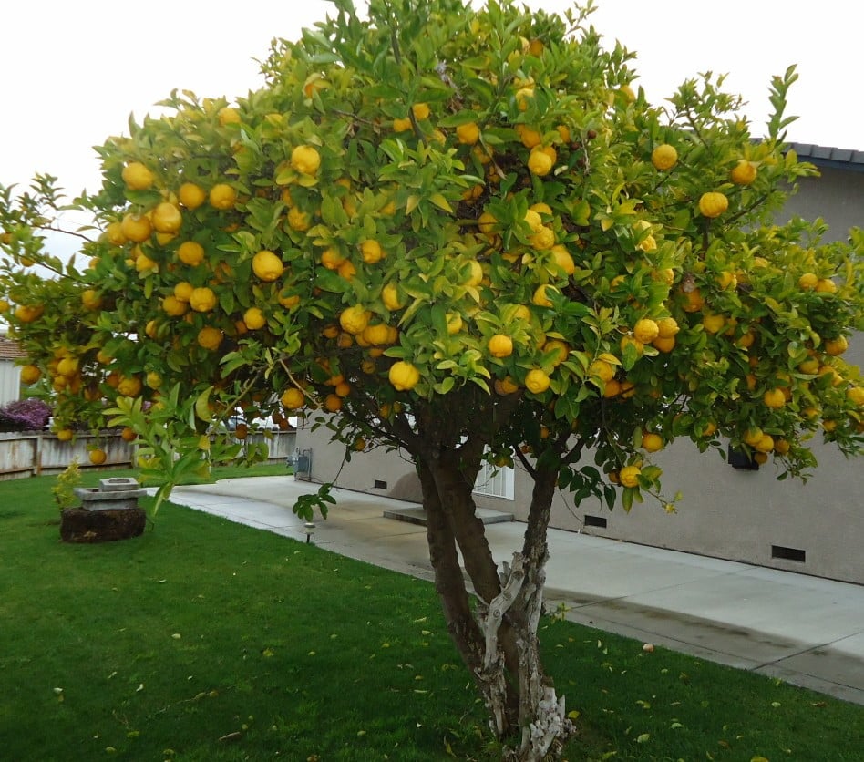 Grow Your Own Lemon Tree Out Of Store Bought Lemons In 11 Easy Steps-homesthetics (1)