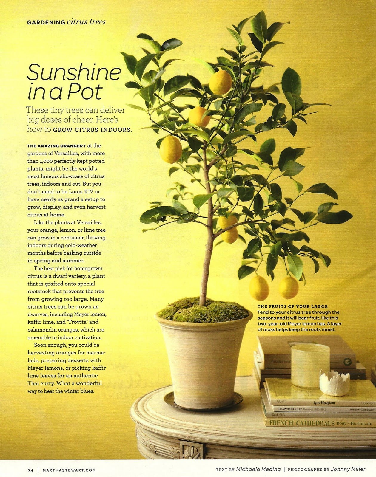 Grow Your Own Lemon Tree Out Of Store Bought Lemons In 11 Easy Steps-homesthetics (10)