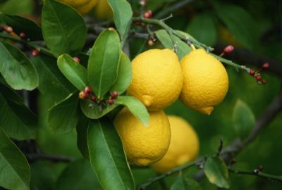 Grow Your Own Lemon Tree Out Of Store Bought Lemons In 11 Easy Steps-homesthetics (14)