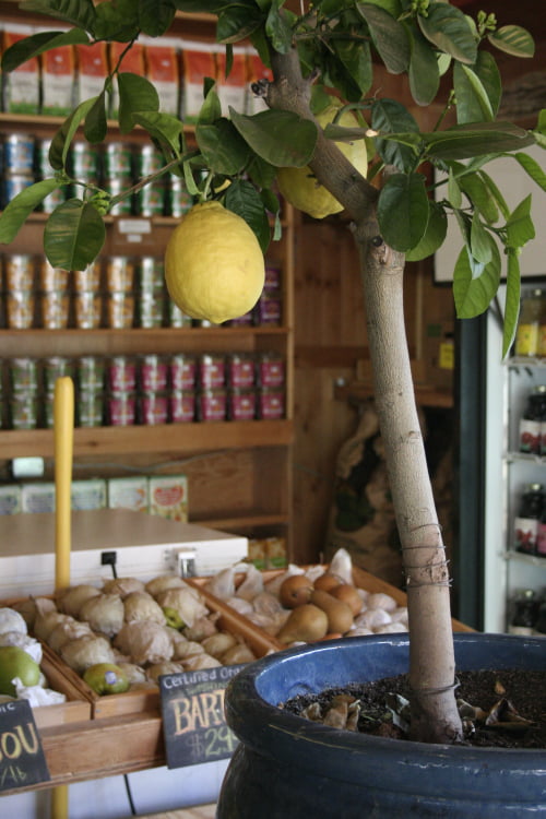 Grow Your Own Lemon Tree Out Of Store Bought Lemons In 11 Easy Steps-homesthetics (16)