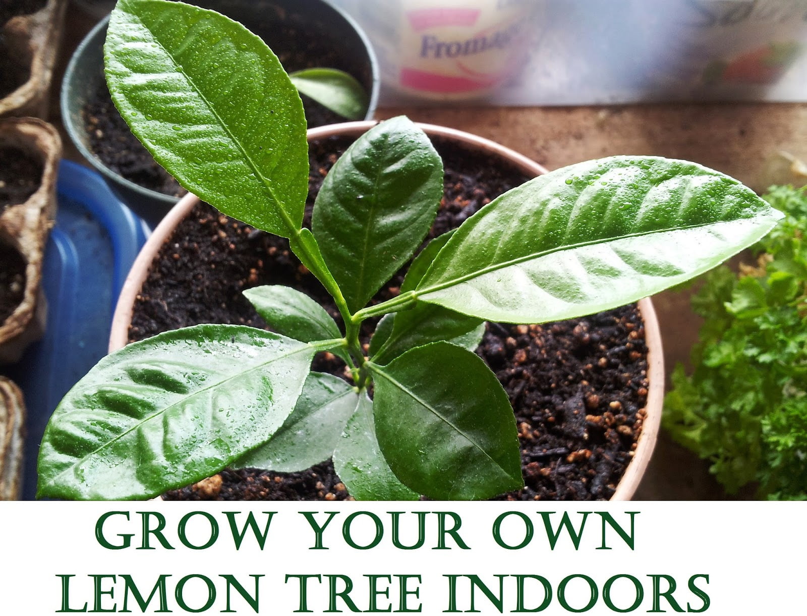 Grow Your Own Lemon Tree Out Of Store Bought Lemons In 11 Easy Steps-homesthetics (17)