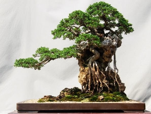 The Most Beautiful And Unique Bonsai Trees In The World-homesthetics (1)