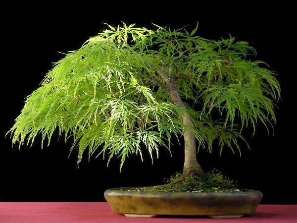 The Most Beautiful And Unique Bonsai Trees In The World-homesthetics (11)