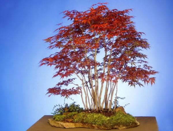 The Most Beautiful And Unique Bonsai Trees In The World-homesthetics (13)