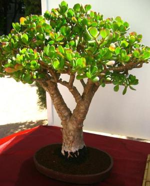 The Most Beautiful And Unique Bonsai Trees In The World